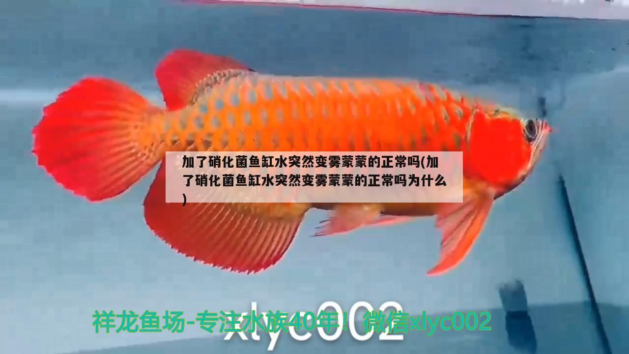 加了硝化菌魚(yú)缸水突然變霧蒙蒙的正常嗎(加了硝化菌魚(yú)缸水突然變霧蒙蒙的正常嗎為什么)