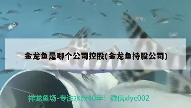 金龍魚是哪個公司控股(金龍魚持股公司) 伊巴卡魚