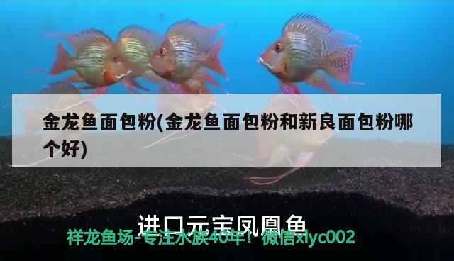 金龍魚面包粉(金龍魚面包粉和新良面包粉哪個好)