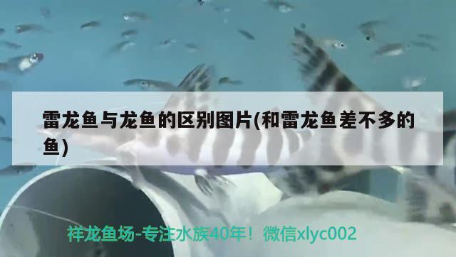 雷龍魚與龍魚的區(qū)別圖片(和雷龍魚差不多的魚) 一眉道人魚苗