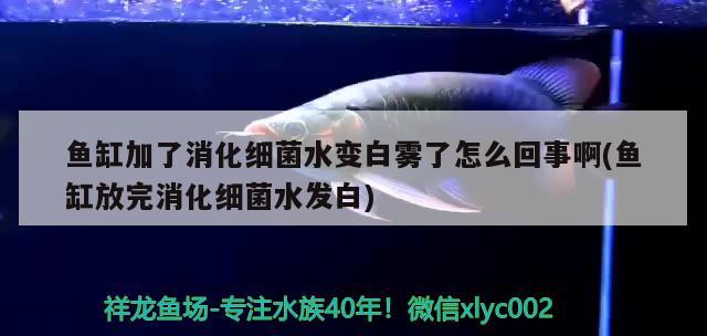 魚(yú)缸加了消化細(xì)菌水變白霧了怎么回事啊(魚(yú)缸放完消化細(xì)菌水發(fā)白)