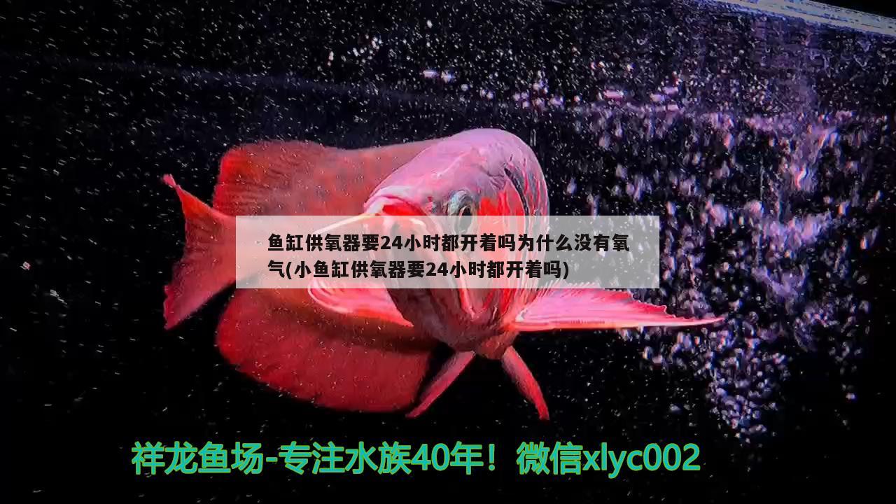 能和龍魚混養(yǎng)的龜叫什么：和龍魚混養(yǎng)最搭配的龜 烏龜 第2張