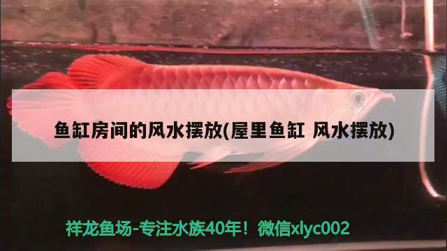 能和龍魚混養(yǎng)的龜叫什么：和龍魚混養(yǎng)最搭配的龜