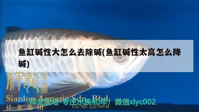 魚缸堿性大怎么去除堿(魚缸堿性太高怎么降堿) 狗仔（招財(cái)貓)魚苗