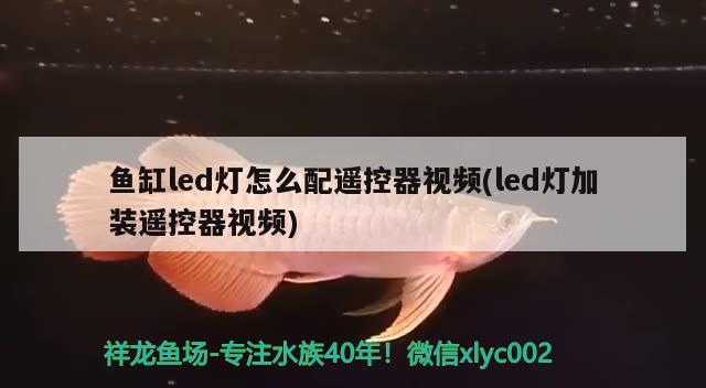 魚缸led燈怎么配遙控器視頻(led燈加裝遙控器視頻) 野生埃及神仙魚