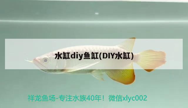 銀龍魚用藍(lán)白燈還是三基色燈好（銀龍魚燈光的選擇） 水族燈（魚缸燈） 第2張