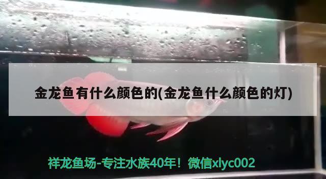 金龍魚有什么顏色的(金龍魚什么顏色的燈)