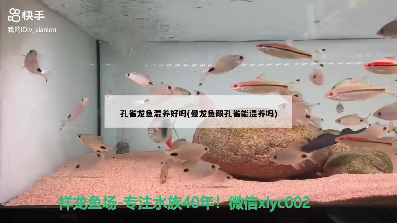 孔雀龍魚混養(yǎng)好嗎(曼龍魚跟孔雀能混養(yǎng)嗎) 電鰻