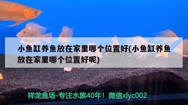 小魚缸養(yǎng)魚放在家里哪個(gè)位置好(小魚缸養(yǎng)魚放在家里哪個(gè)位置好呢) 海象魚