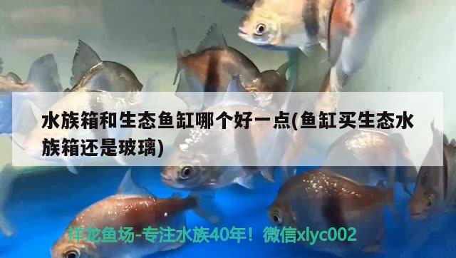 水族箱和生態(tài)魚缸哪個好一點(魚缸買生態(tài)水族箱還是玻璃) 魚缸/水族箱