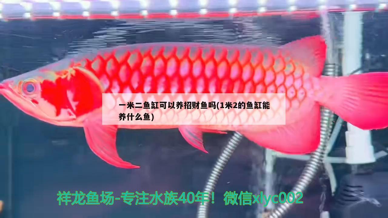 冷水魚(yú)冬天天堂