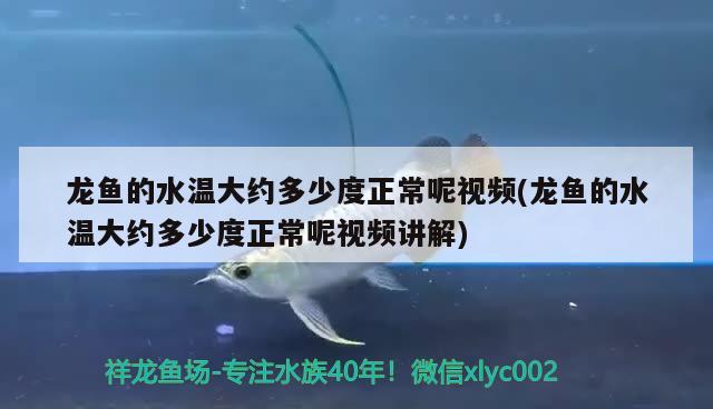 巴卡雷龍需要多大的魚缸才能養(yǎng)活(雷龍魚用多大的缸) 巴卡雷龍魚