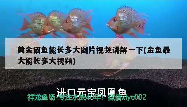 黃金貓魚能長多大圖片視頻講解一下(金魚最大能長多大視頻)