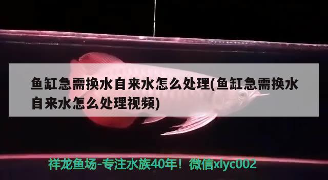 魚缸急需換水自來水怎么處理(魚缸急需換水自來水怎么處理視頻)