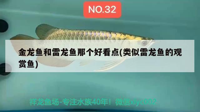 金龍魚和雷龍魚那個好看點(類似雷龍魚的觀賞魚)