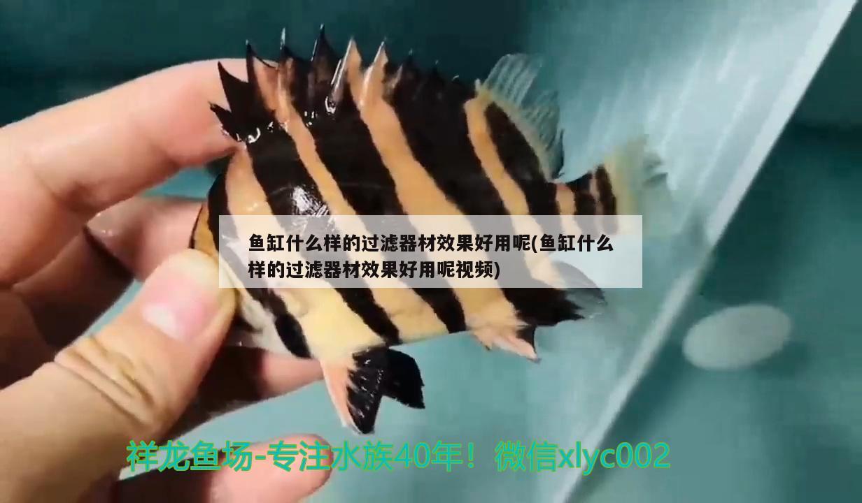 魚缸什么樣的過濾器材效果好用呢(魚缸什么樣的過濾器材效果好用呢視頻)