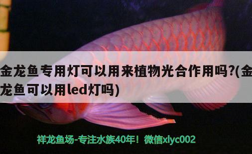 金龍魚專用燈可以用來植物光合作用嗎?(金龍魚可以用led燈嗎) 慈雕魚