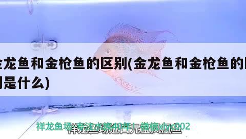 翡翠里的紫羅蘭是什么，什么是紫羅蘭翡翠 觀賞魚 第1張