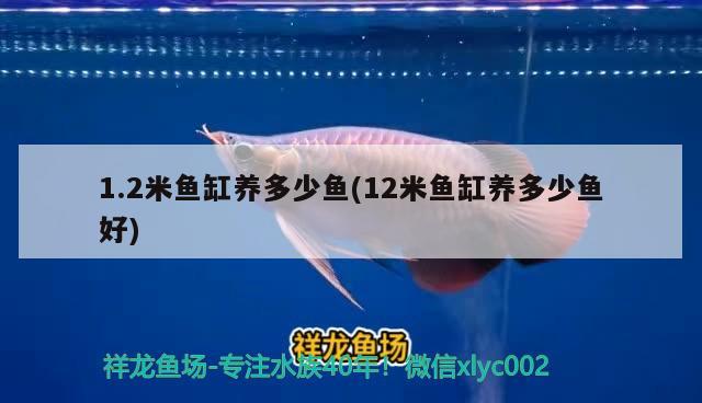 1.2米魚缸養(yǎng)多少魚(12米魚缸養(yǎng)多少魚好) 水族燈（魚缸燈）