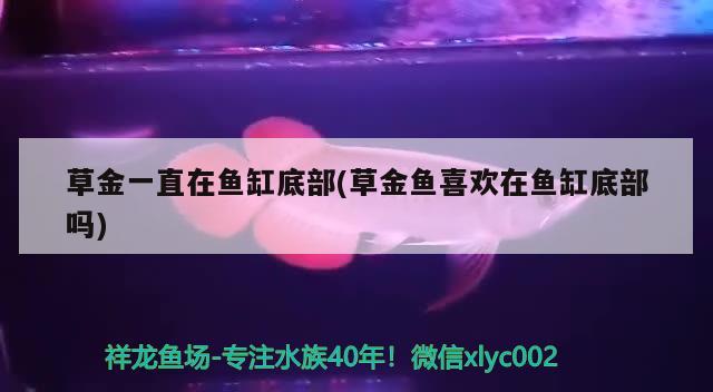 藍天觀賞魚市場大神們給看看最后那十幾秒