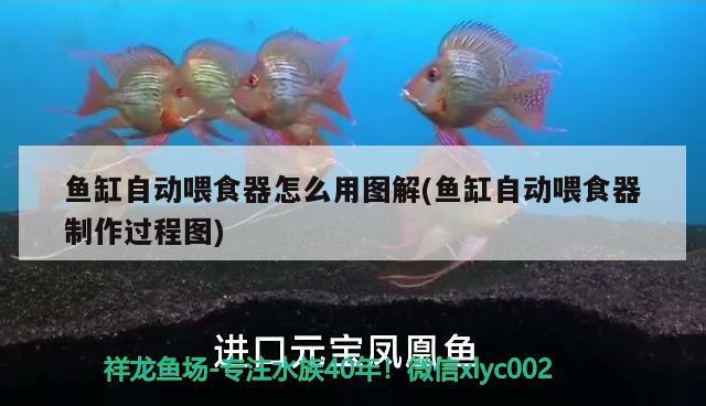 冷水魚缸怎樣養(yǎng)水：冷水魚缸適合養(yǎng)什么魚