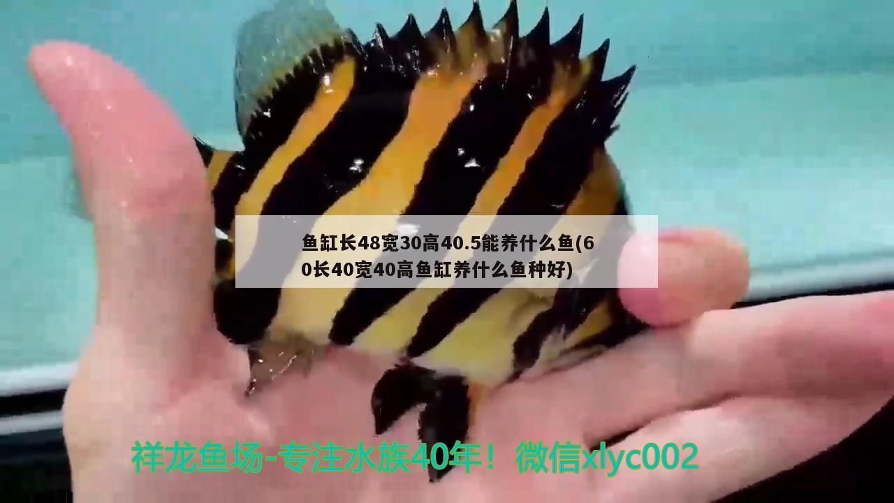 魚缸長48寬30高40.5能養(yǎng)什么魚(60長40寬40高魚缸養(yǎng)什么魚種好) 白化火箭魚