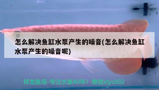 怎么解決魚缸水泵產(chǎn)生的噪音(怎么解決魚缸水泵產(chǎn)生的噪音呢) 魚缸水泵