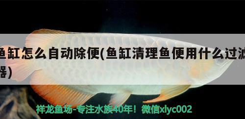 紅龍魚鱗片發(fā)黑是什么原因，紅龍魚鱗發(fā)黑是什么原因，紅龍魚鱗發(fā)黑是什么原因