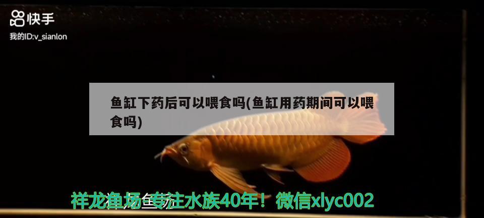 魚缸下藥后可以喂食嗎(魚缸用藥期間可以喂食嗎) 星點金龍魚