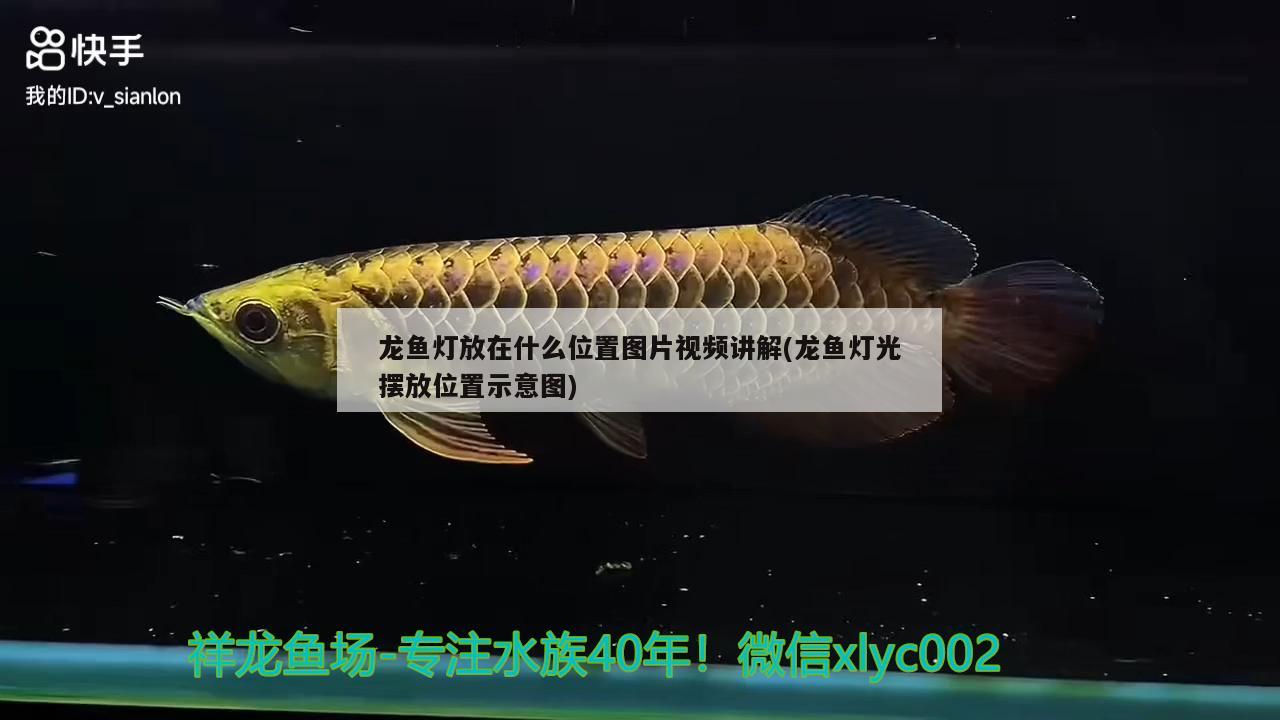 龍魚燈放在什么位置圖片視頻講解(龍魚燈光擺放位置示意圖) 大嘴鯨魚