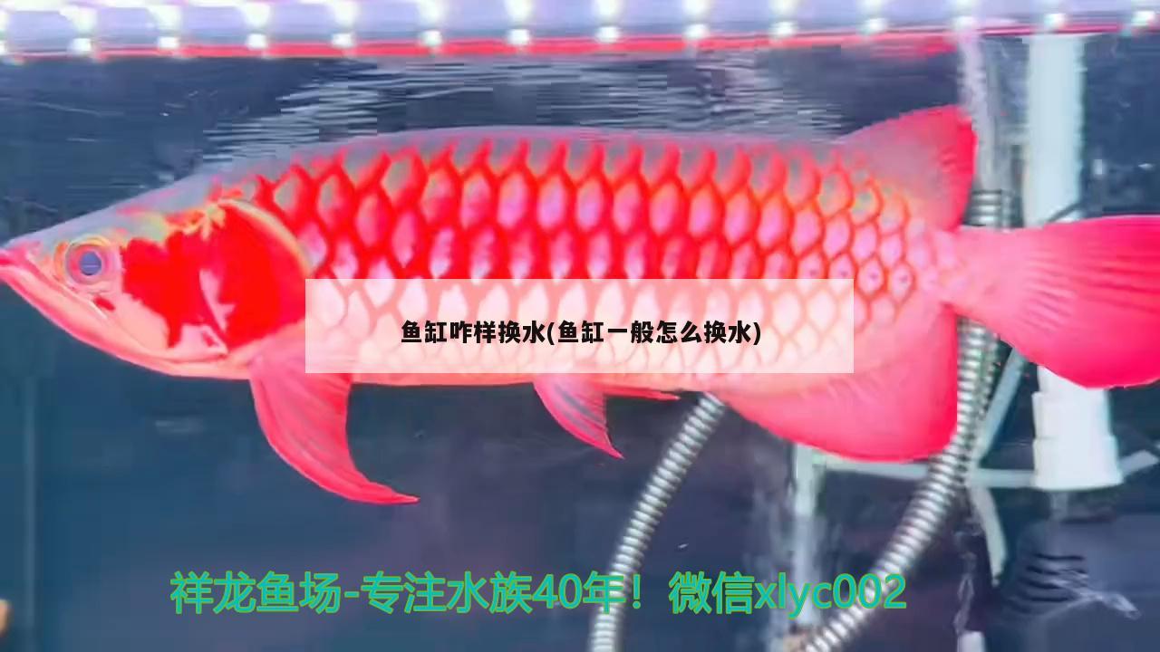 魚缸咋樣換水(魚缸一般怎么換水) 二氧化碳設(shè)備