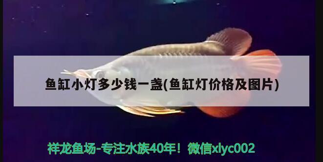 魚缸小燈多少錢一盞(魚缸燈價格及圖片) 鐵甲武士