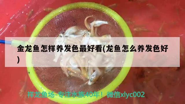 金龍魚怎樣養(yǎng)發(fā)色最好看(龍魚怎么養(yǎng)發(fā)色好) 印尼虎苗