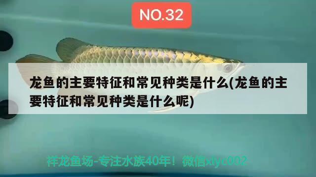 龍魚的主要特征和常見種類是什么(龍魚的主要特征和常見種類是什么呢) 祥龍進(jìn)口元寶鳳凰魚