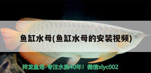 虎得白點了已經(jīng)下鹽千分之三后續(xù)怎么治 水族雜談 第3張