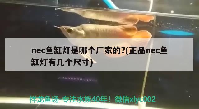 nec魚缸燈是哪個廠家的?(正品nec魚缸燈有幾個尺寸) 白子銀版魚