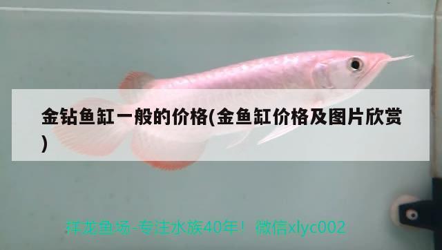 金鉆魚缸一般的價格(金魚缸價格及圖片欣賞) 白子黃化銀龍魚