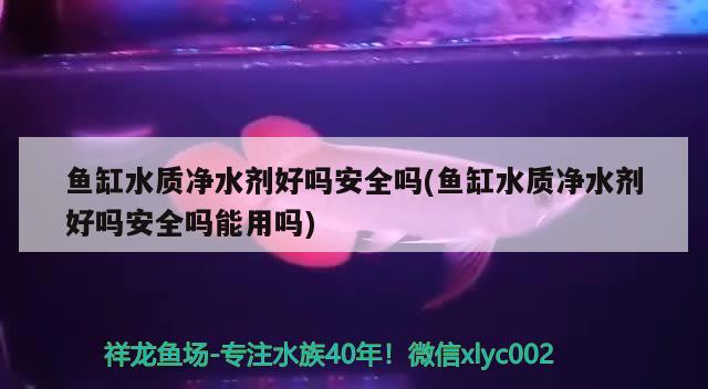 魚缸水質(zhì)凈水劑好嗎安全嗎(魚缸水質(zhì)凈水劑好嗎安全嗎能用嗎) 紅龍福龍魚