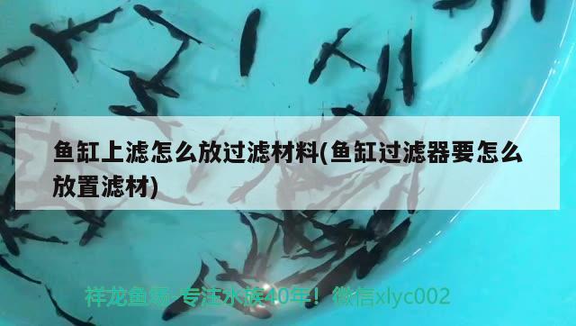 魚缸上濾怎么放過濾材料(魚缸過濾器要怎么放置濾材)