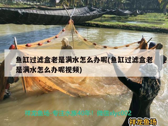 魚(yú)缸過(guò)濾盒老是滿水怎么辦呢(魚(yú)缸過(guò)濾盒老是滿水怎么辦呢視頻) 圣菲埃及魚(yú)