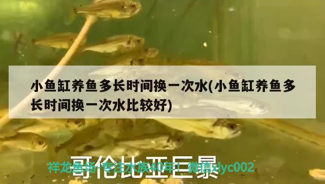 小魚缸養(yǎng)魚多長時間換一次水(小魚缸養(yǎng)魚多長時間換一次水比較好)