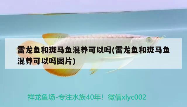 雷龍魚和斑馬魚混養(yǎng)可以嗎(雷龍魚和斑馬魚混養(yǎng)可以嗎圖片)