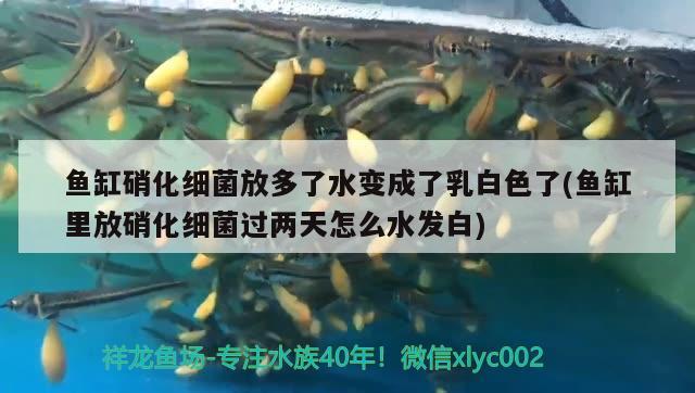 魚缸硝化細菌放多了水變成了乳白色了(魚缸里放硝化細菌過兩天怎么水發(fā)白)