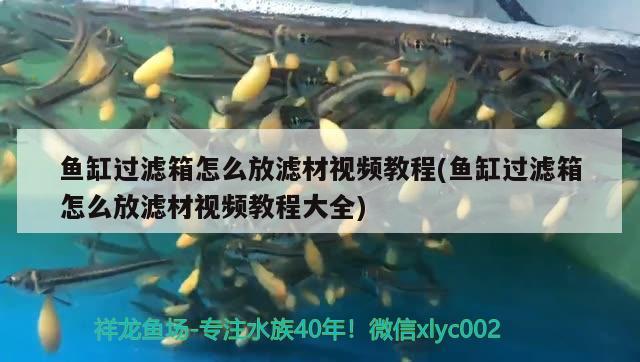 魚(yú)缸過(guò)濾箱怎么放濾材視頻教程(魚(yú)缸過(guò)濾箱怎么放濾材視頻教程大全)