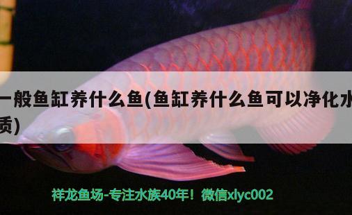 一般魚(yú)缸養(yǎng)什么魚(yú)(魚(yú)缸養(yǎng)什么魚(yú)可以凈化水質(zhì)) 白子關(guān)刀魚(yú)