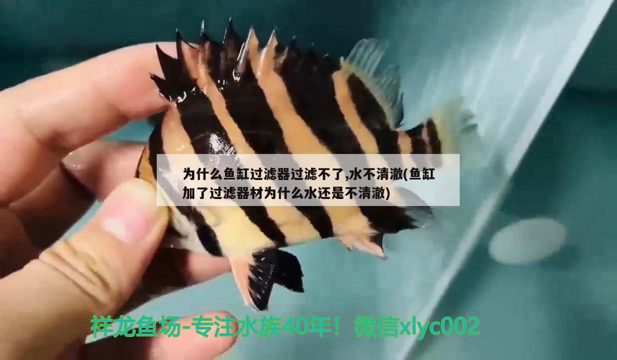 為什么魚缸過濾器過濾不了,水不清澈(魚缸加了過濾器材為什么水還是不清澈)