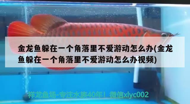 金龍魚躲在一個角落里不愛游動怎么辦(金龍魚躲在一個角落里不愛游動怎么辦視頻)