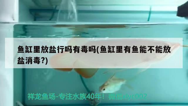 魚缸里放鹽行嗎有毒嗎(魚缸里有魚能不能放鹽消毒?) 黃金眼鏡蛇雷龍魚