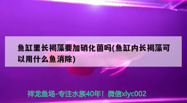 下過濾魚缸組裝步驟，底濾魚缸換少許水如何換 養(yǎng)魚的好處 第1張