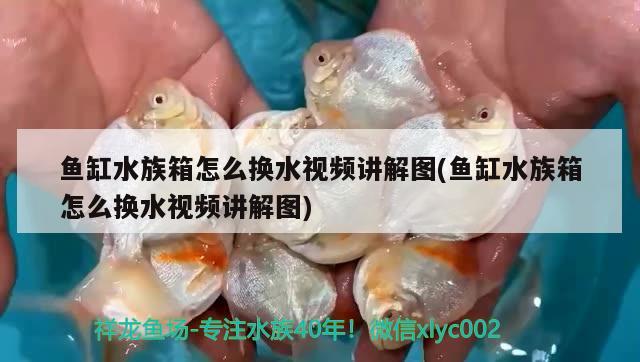 魚缸水族箱怎么換水視頻講解圖(魚缸水族箱怎么換水視頻講解圖) 魚缸/水族箱